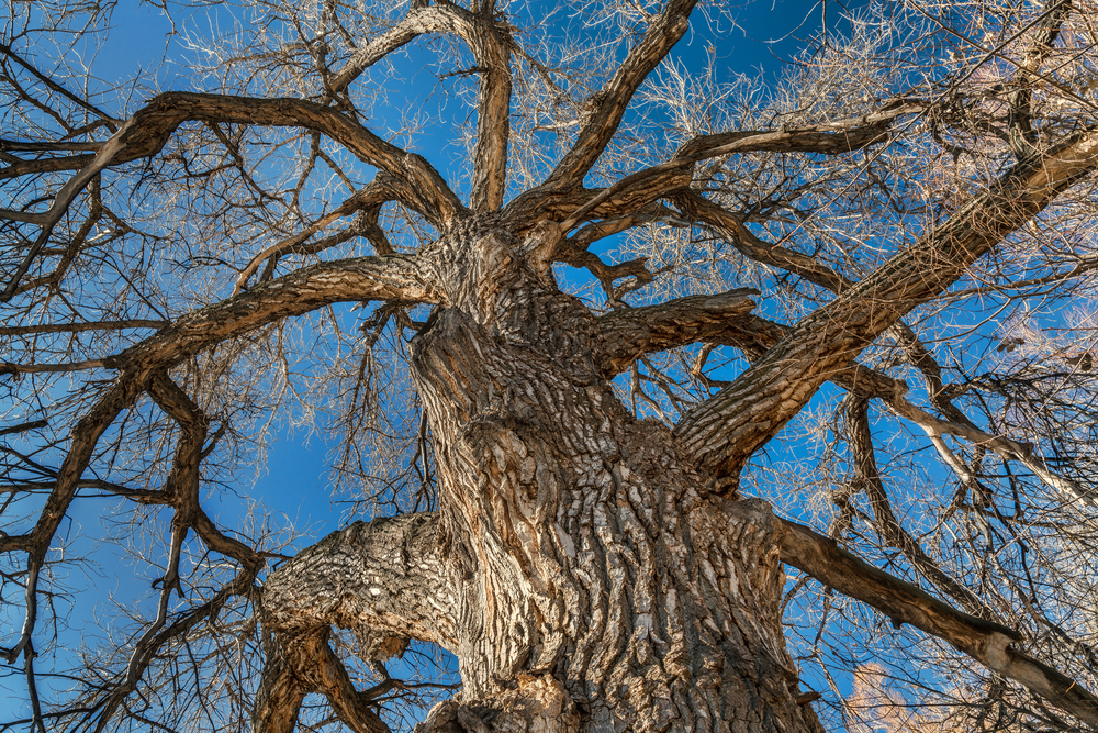 Hoe lang leven Cottonwood bomen?