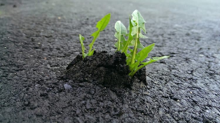 Waarom groeit gras door nieuw asfalt? 4 beproefde methoden om onkruid in asfaltscheuren te doden