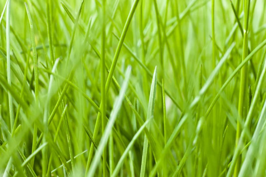 7 verbazingwekkende voordelen van lang gras laten groeien