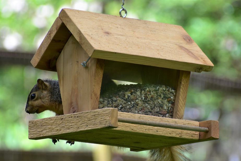 Hoe te voorkomen dat eekhoorns de vogelvoederpaal beklimmen