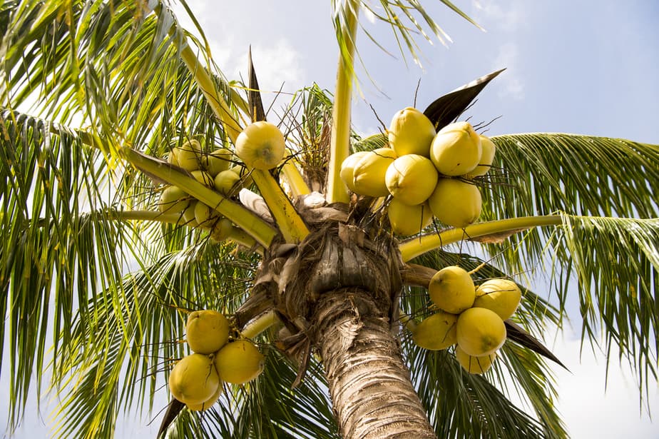 Kokosboom vs palmboom
