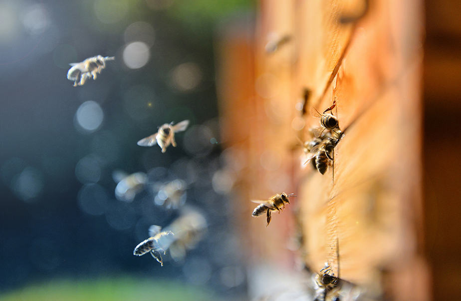 Is Preen veilig voor bijen?