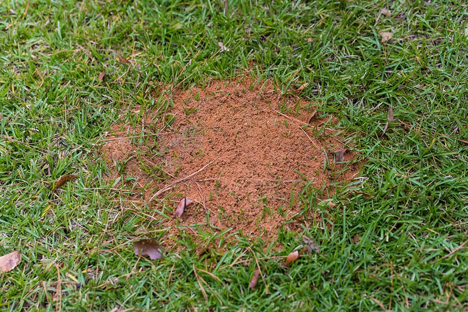 Hoe van mierenheuvels afkomen zonder gras te doden